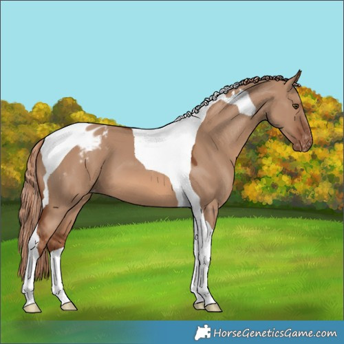 Horse Color:Red Dun Tobiano Appaloosa