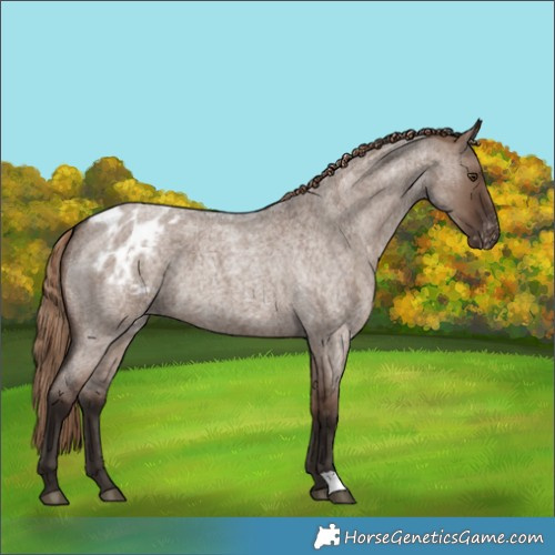 Horse Color:Liver Red Dun Roan Appaloosa