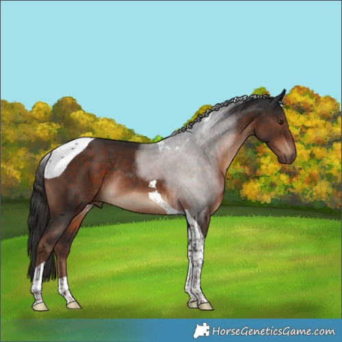 Horse Color:Liver Chestnut Tobiano Rabicano 