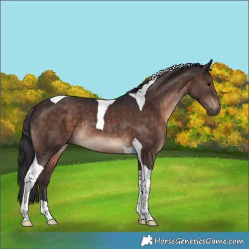 Horse Color:Brown Tobiano Rabicano 