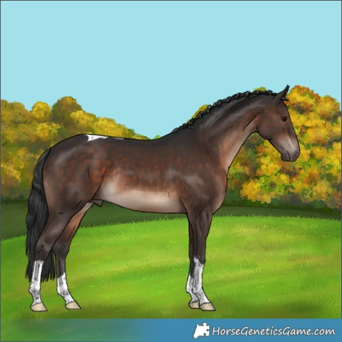 Horse Color:Brown Tobiano Rabicano 