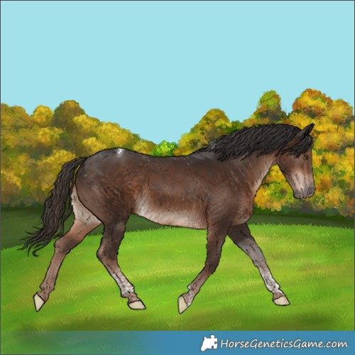 Horse Color:Liver Chestnut Tobiano Rabicano 