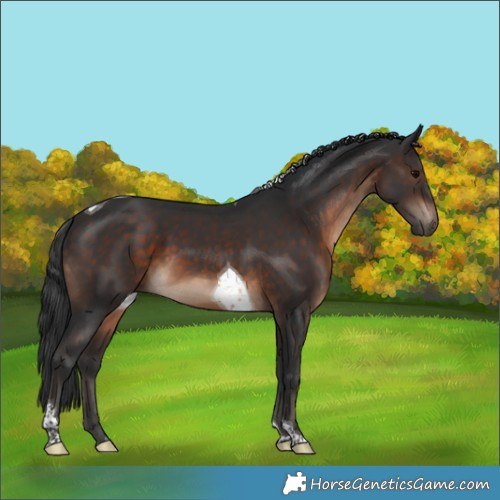 Horse Color:Brown Tobiano Rabicano 