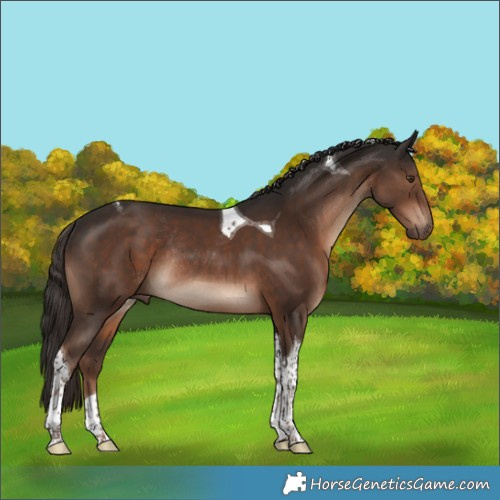 Horse Color:Liver Chestnut Tobiano Rabicano 