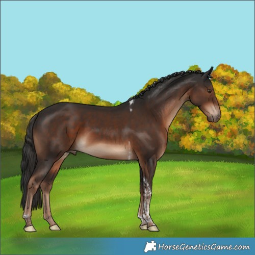 Horse Color:Liver Chestnut Tobiano 