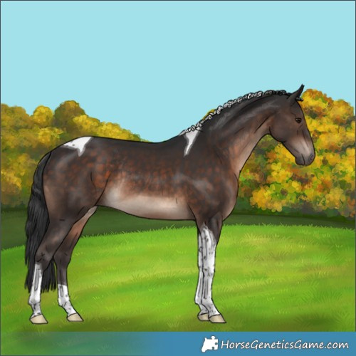 Horse Color:Brown Tobiano Rabicano