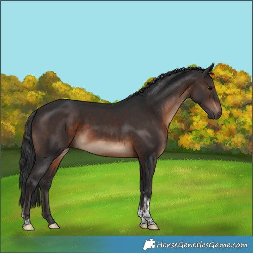Horse Color:Brown Tobiano 