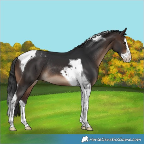 Horse Color:Bay Splash Tobiano Rabicano 