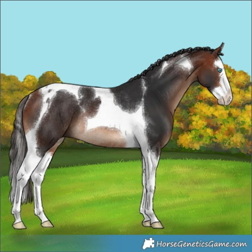 Horse Color:Bay Splash Tobiano Rabicano 