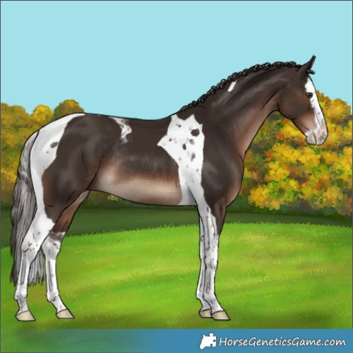 Horse Color:Liver Chestnut Splash Tobiano Rabicano 