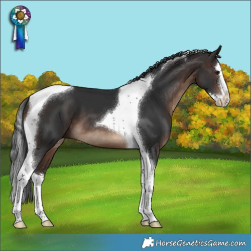 Horse Color:Bay Splash Tobiano