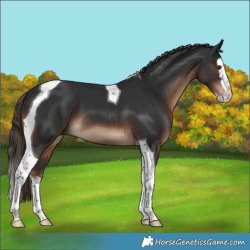 Horse Color:Liver Chestnut Splash Tobiano 