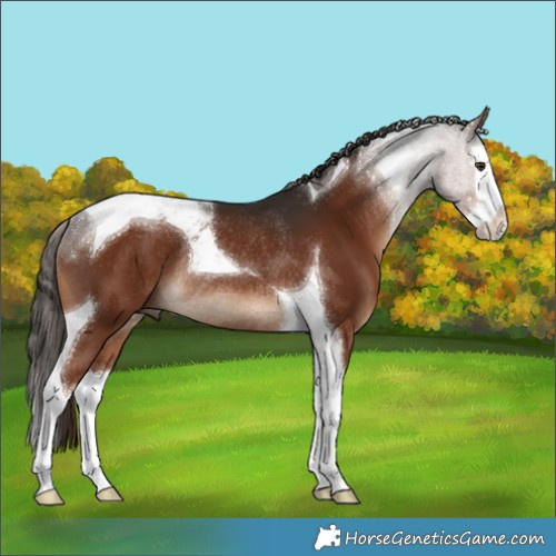 Horse Color:Liver Chestnut Splash Tobiano Rabicano 