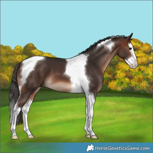 Horse Color:Brown Splash Tobiano