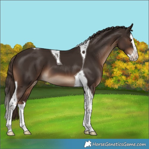 Horse Color:Liver Chestnut Splash Tobiano 