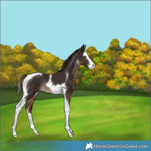 Horse Color:Liver Chestnut Splash Tobiano Rabicano 