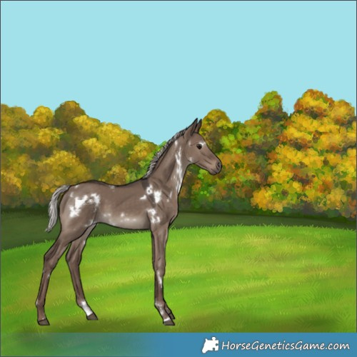 Horse Color:White Spotted Silver Grullo