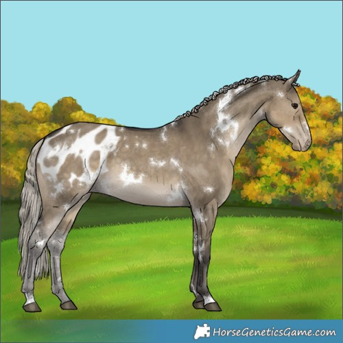 Horse Color:White Spotted Silver Smoky Grullo Appaloosa