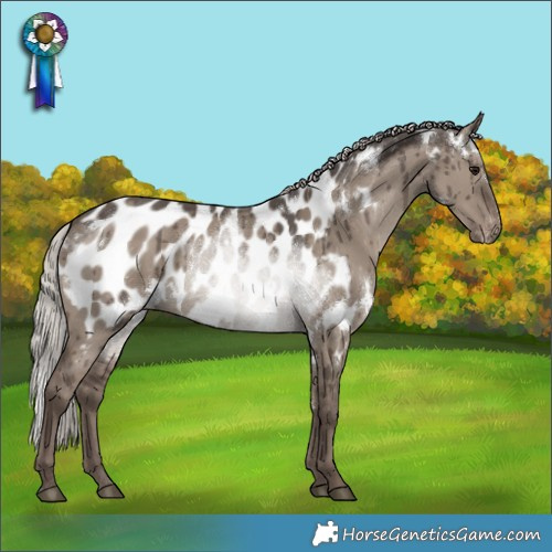 Horse Color:White Spotted Silver Grullo Appaloosa Brindle