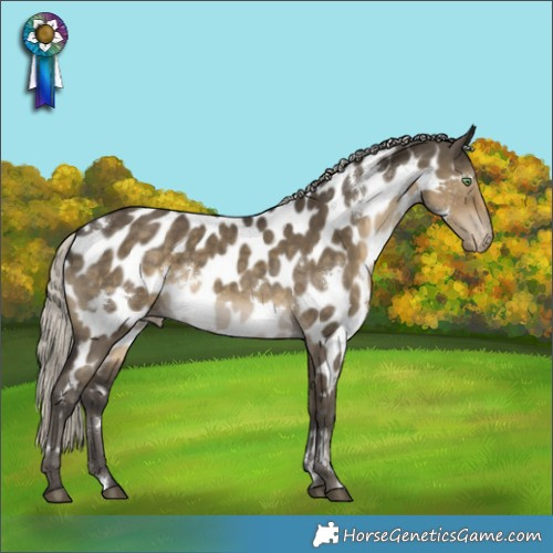 Horse Color:White Spotted Silver Smoky Grullo Appaloosa 