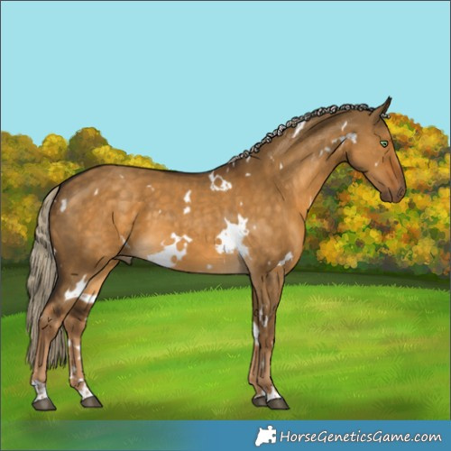 Horse Color:White Spotted Chocolate Palomino Dun