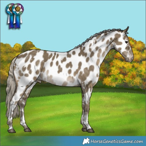 Horse Color:White Spotted Silver Smoky Grullo Appaloosa 