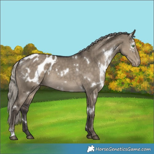 Horse Color:White Spotted Silver Smoky Grullo Appaloosa