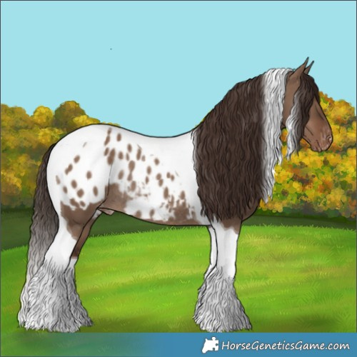 Horse Color:Liver Red Dun Tobiano Appaloosa Rabicano