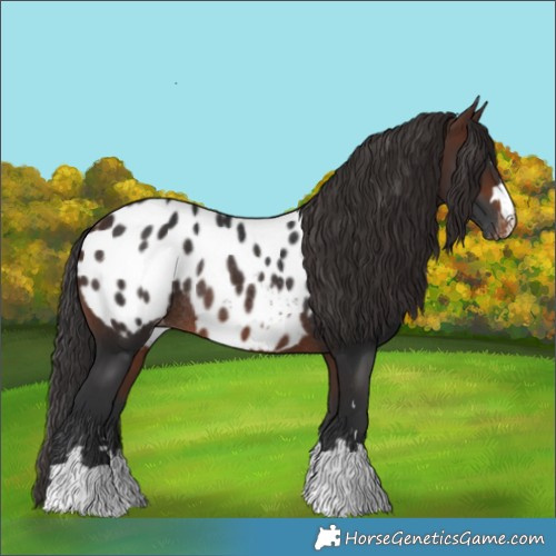 Horse Color:Brown Appaloosa Rabicano