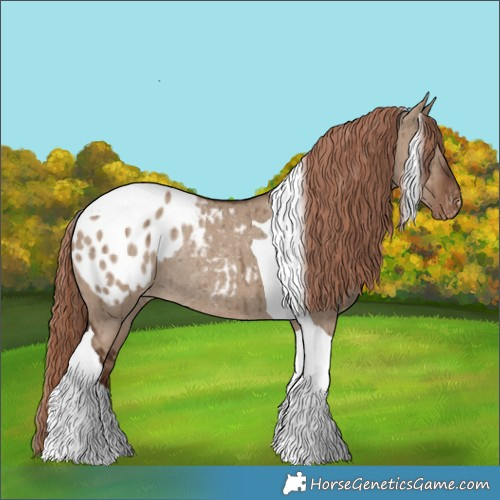 Horse Color:Liver Red Dun Tobiano Appaloosa Rabicano Brindle