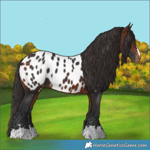 Horse Color:Bay Appaloosa 