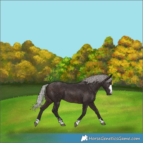 Horse Color:Silver Brown Rabicano 