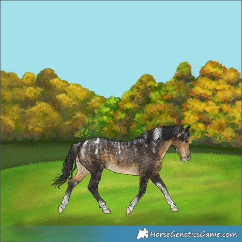 Horse Color:Powder White Buckskin Rabicano 