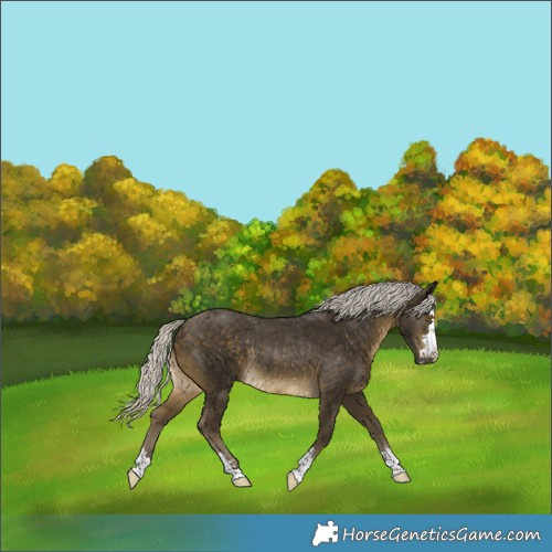 Horse Color:Silver Buckskin Rabicano
