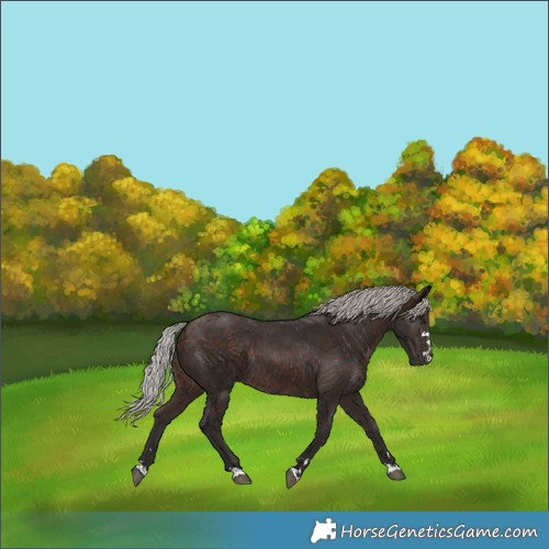 Horse Color:Silver Brown Rabicano 