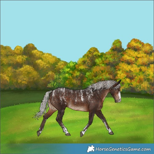 Horse Color:Powder White Silver Brown Rabicano