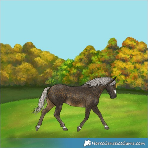 Horse Color:Silver Buckskin Rabicano