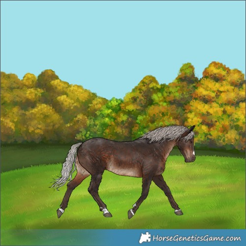 Horse Color:Silver Brown Rabicano