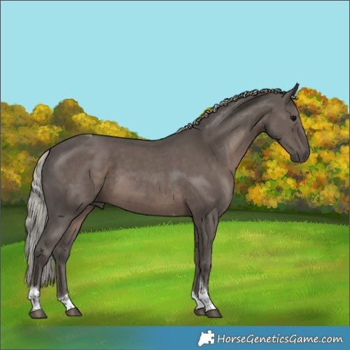Horse Color:Silver Black Tobiano 