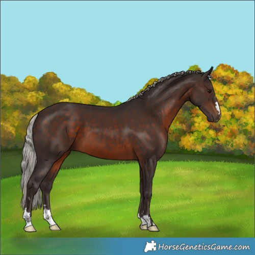Horse Color:Silver Brown
