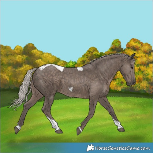 Horse Color:Silver Black Tobiano