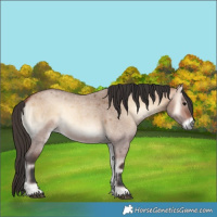Horse Color:Bay Roan Onyx Rabicano
