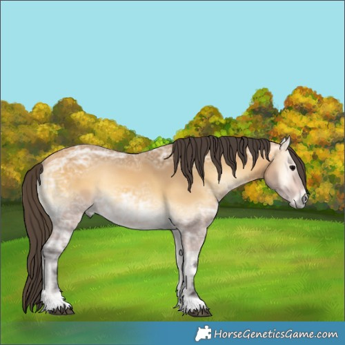 Horse Color:Buckskin Ice Onyx