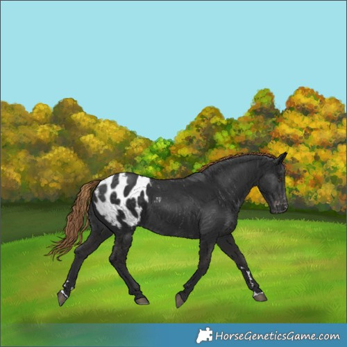 Horse Color:Gray Liver Chestnut Appaloosa