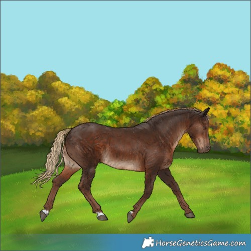Horse Color:Liver Chestnut