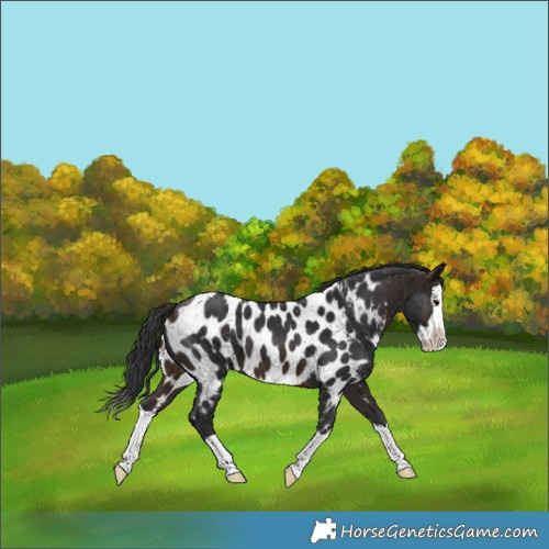 Horse Color:Brown Splash Appaloosa