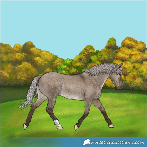 Horse Color:Silver Brown Dun Rabicano 