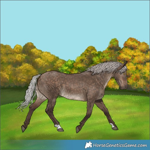 Horse Color:Silver Brown Dun 
