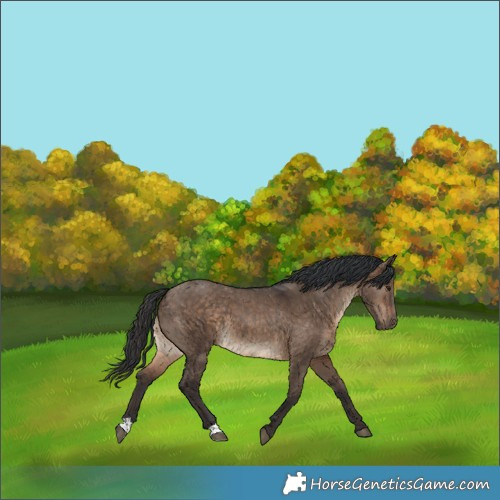Horse Color:Brown Dun 