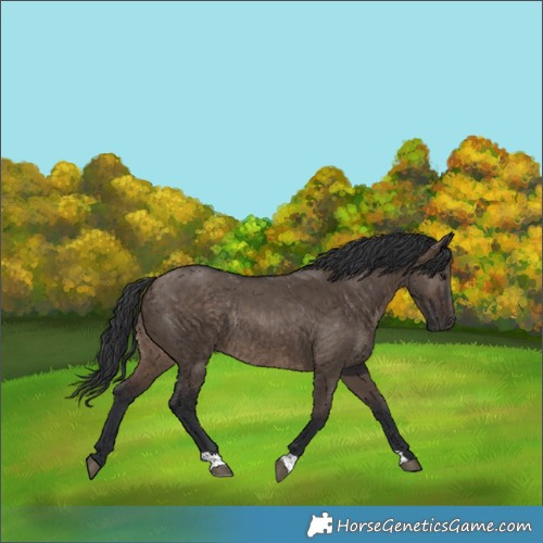 Horse Color:Brown Dun Rabicano